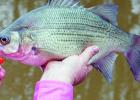 White bass spawning run not hitting on all cylinders yet, but won’t be long